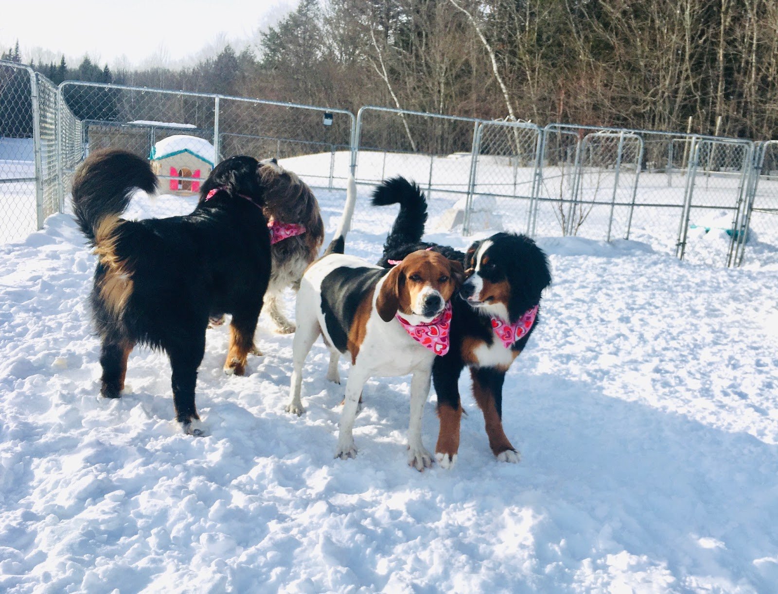 busters-bed-n-biscuit-4