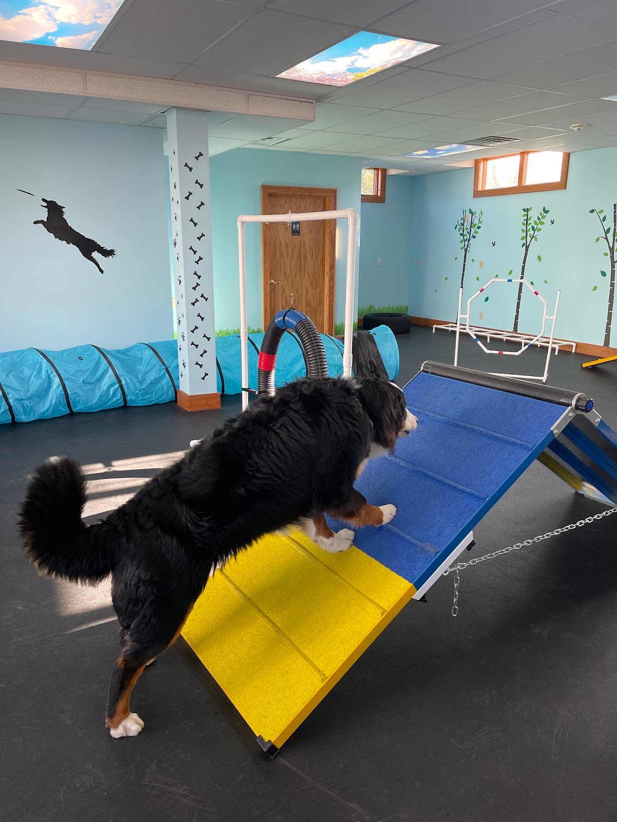 doggieland-play-park-2