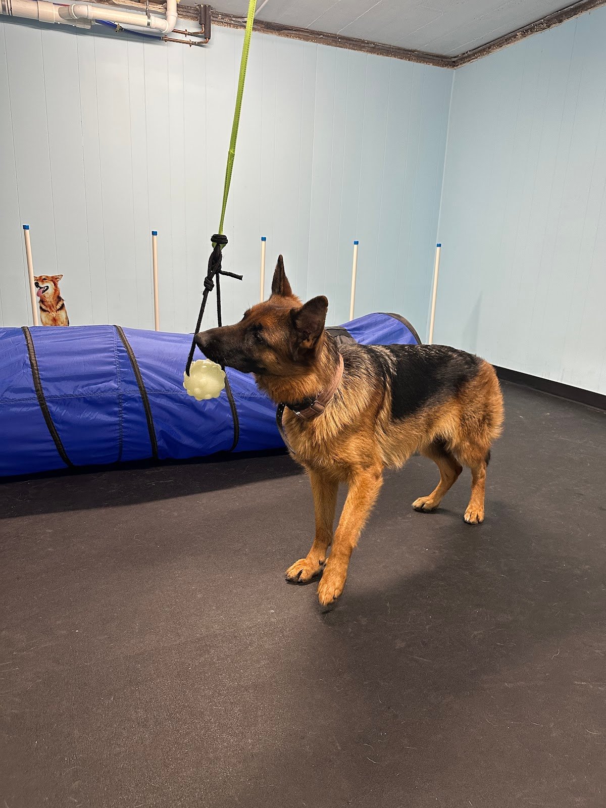 doggieland-play-park-3