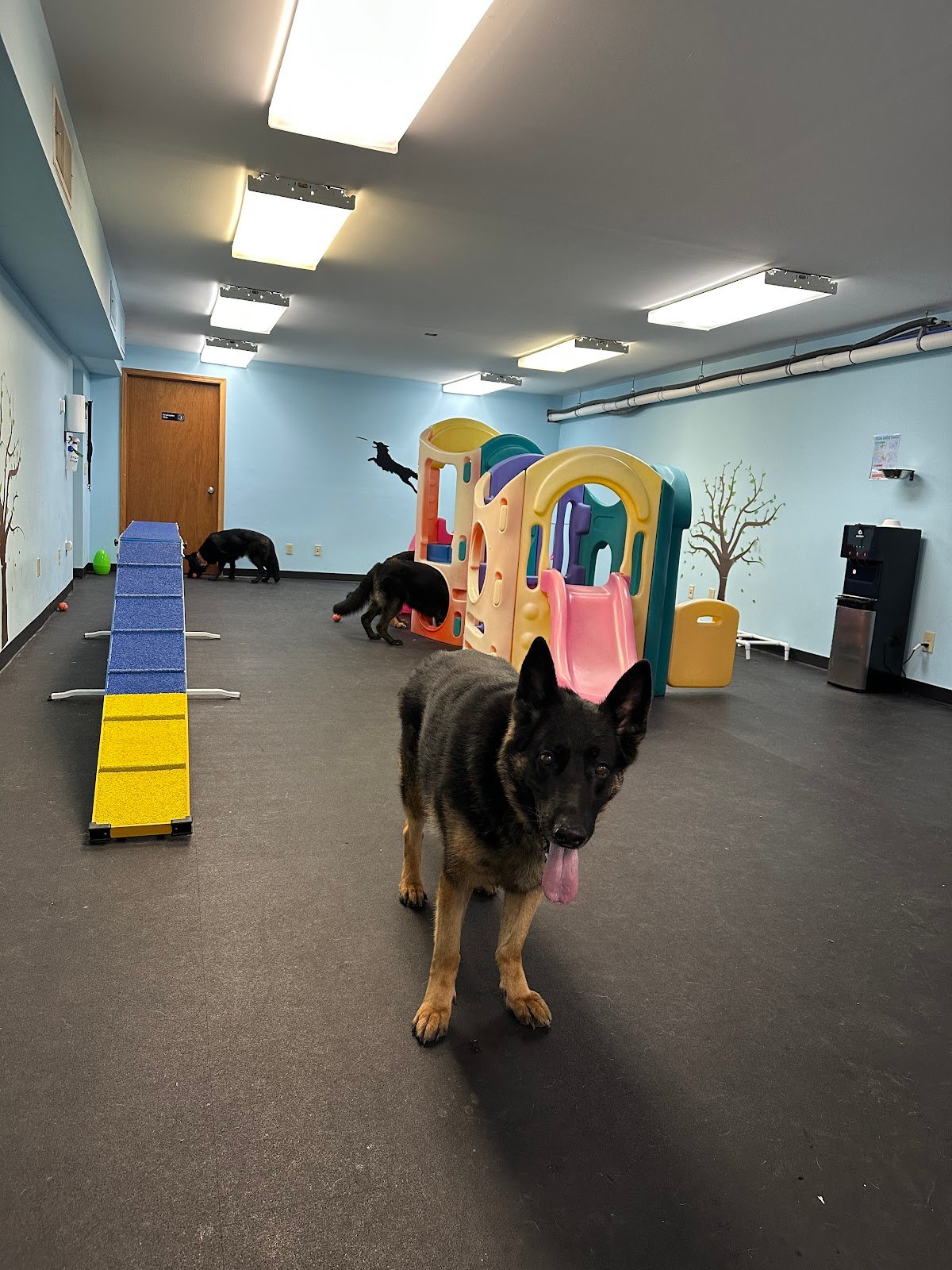 doggieland-play-park-4