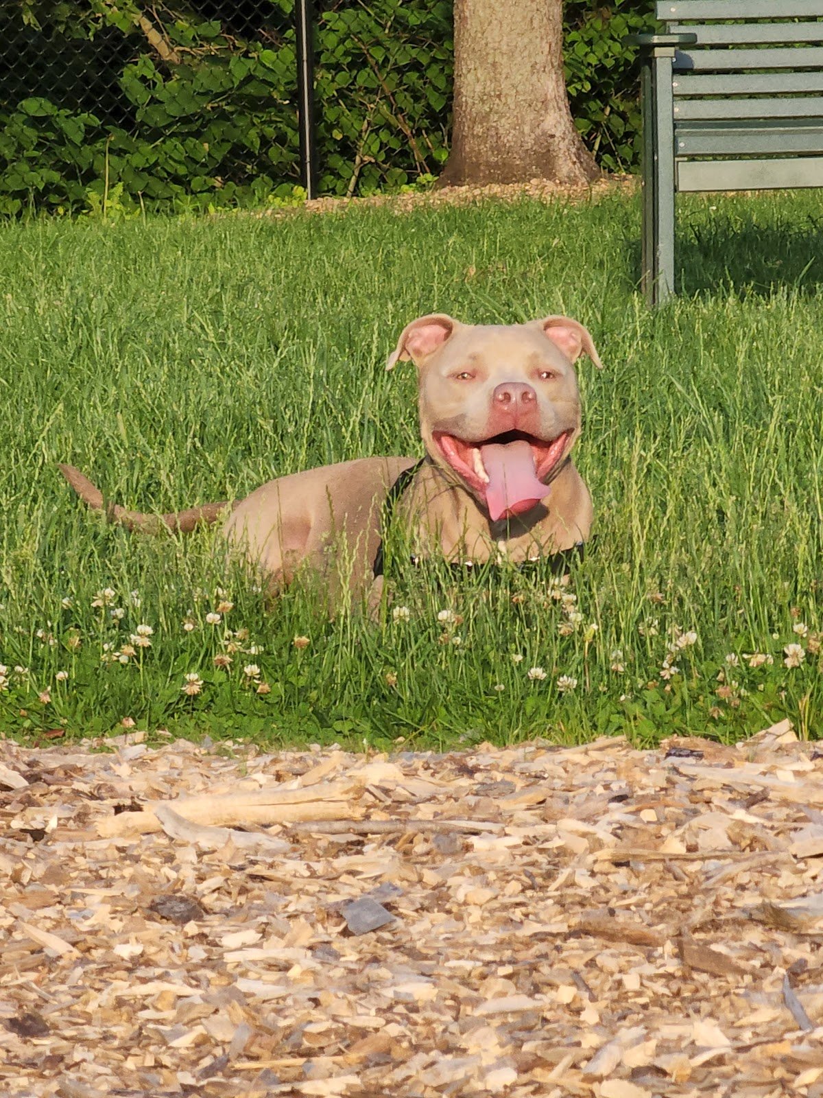 fitzsimmons-family-dog-park-3
