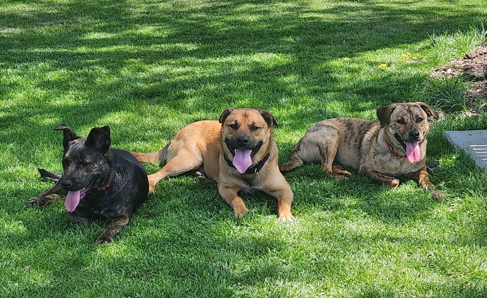 fitzsimmons-family-dog-park-4