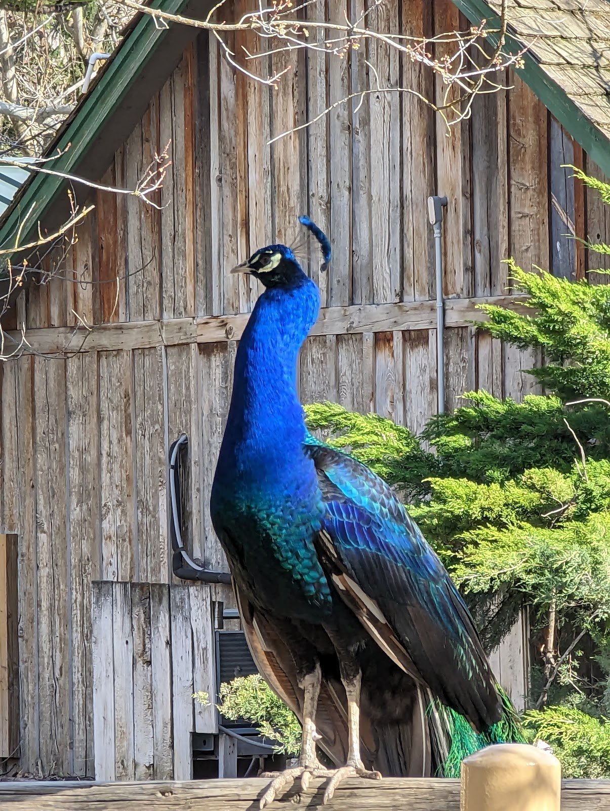 lagoon-amusement-park-3