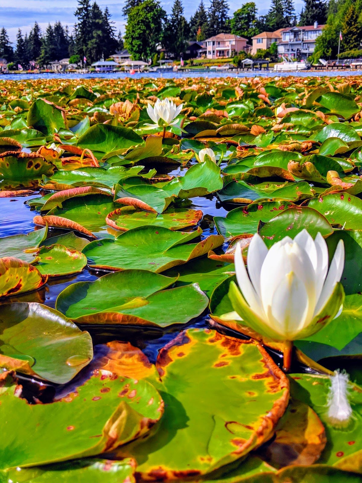 lake-meridian-park-4