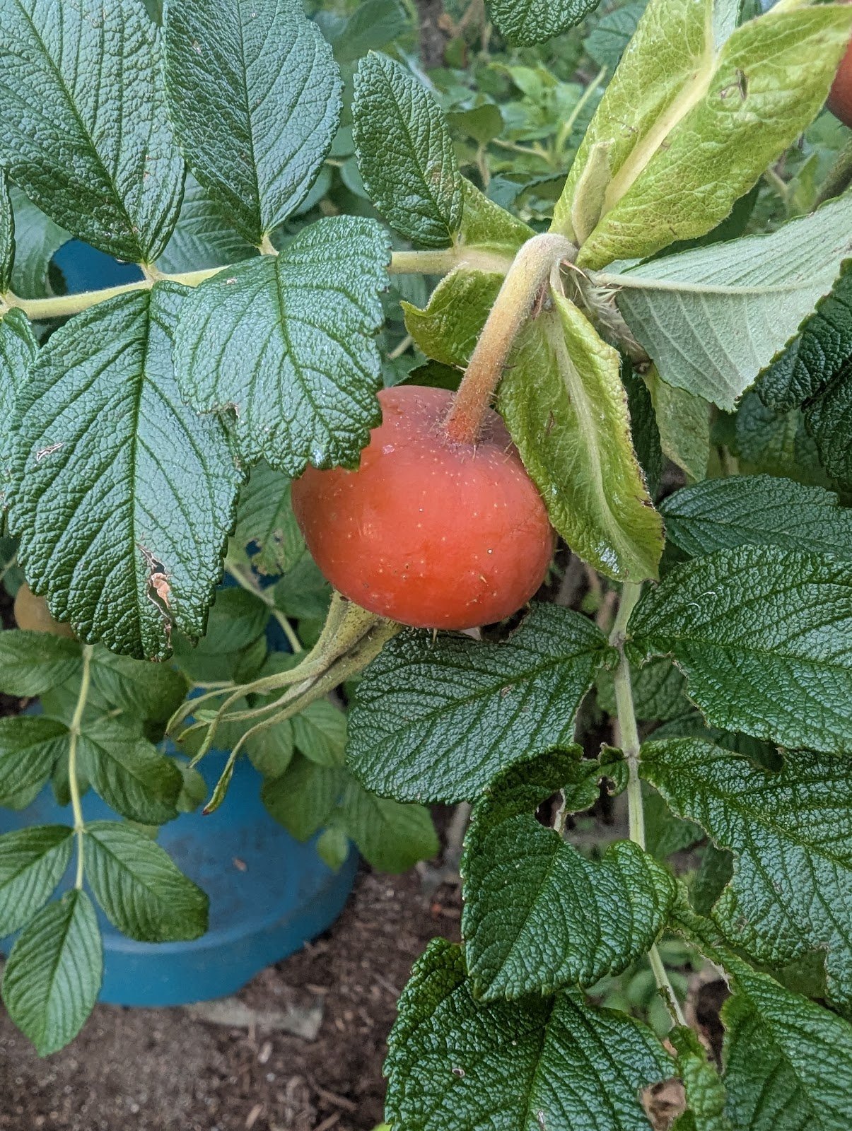 newport-parks-recreation-2