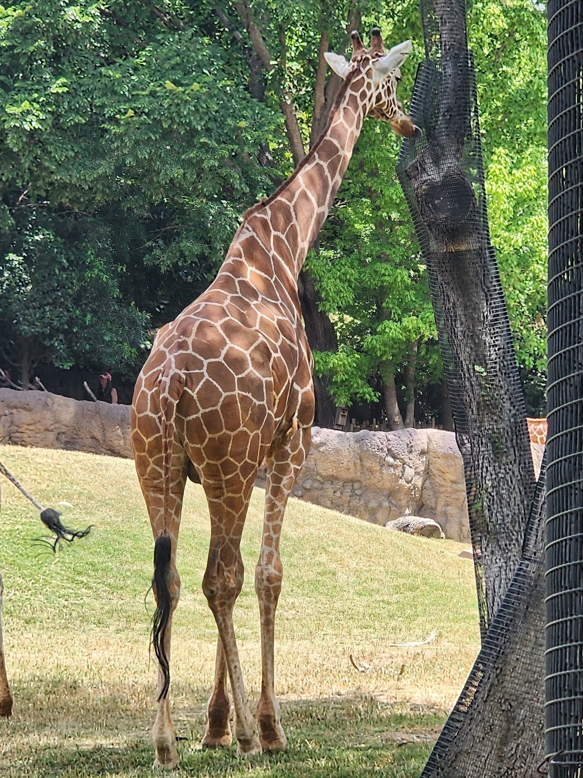 petting-barn-at-fort-worth-zoo-1
