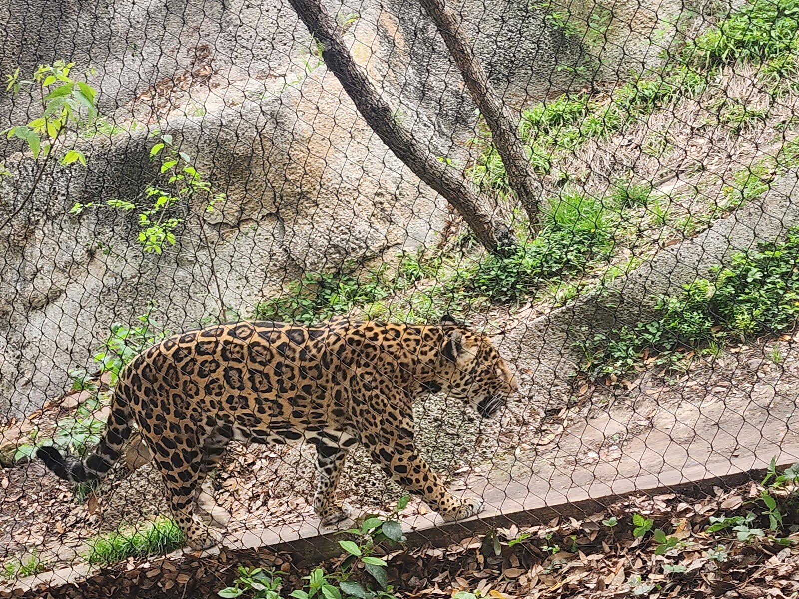 petting-barn-at-fort-worth-zoo-3