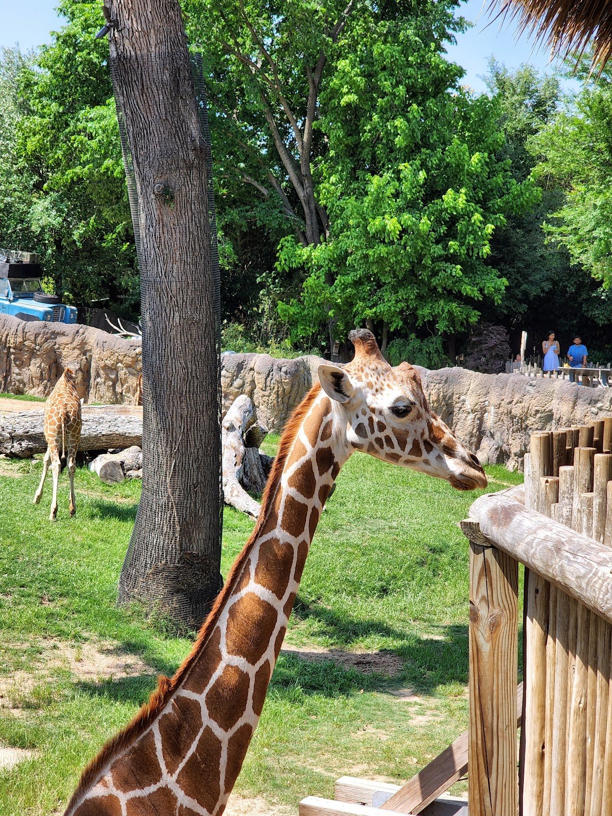 petting-barn-at-fort-worth-zoo-4