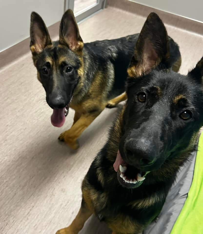 play-n-stay-pet-camp-south-wheeling-1