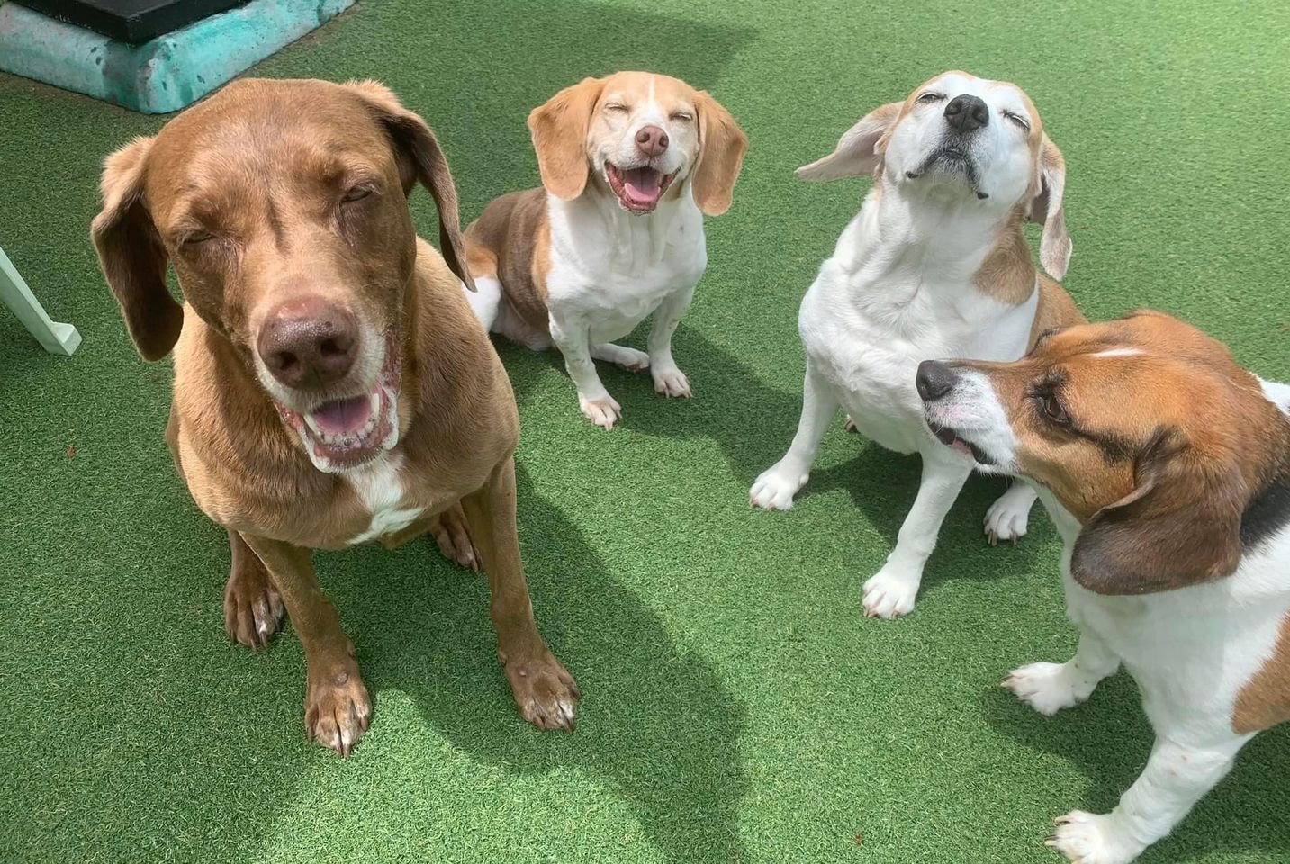 play-n-stay-pet-camp-south-wheeling-2