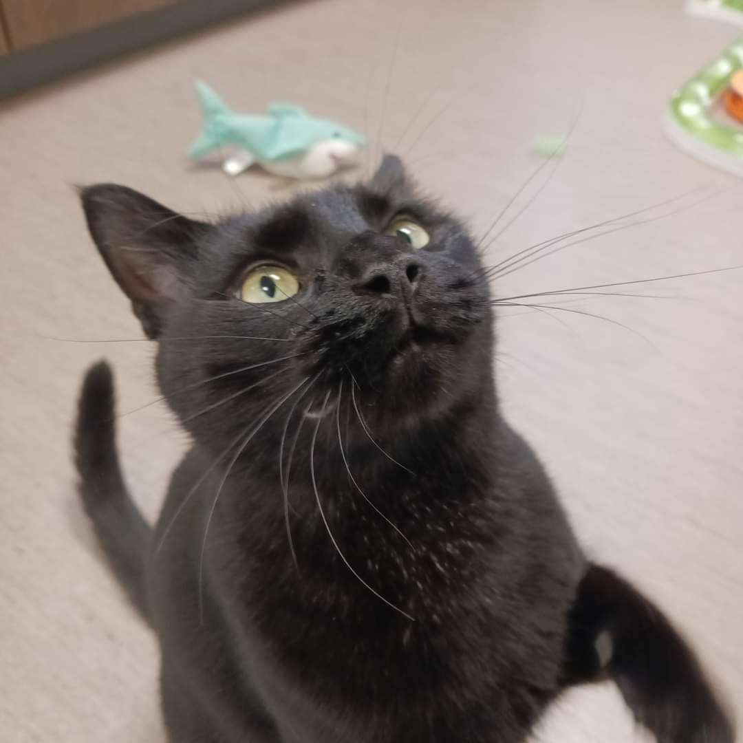 play-n-stay-pet-camp-south-wheeling-4