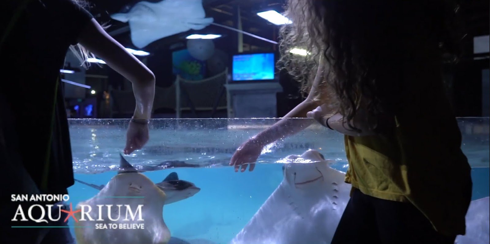 san-antonio-aquarium-1