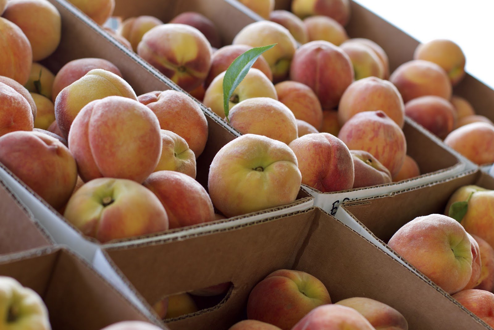 schmidts-farm-and-greenhouse-2