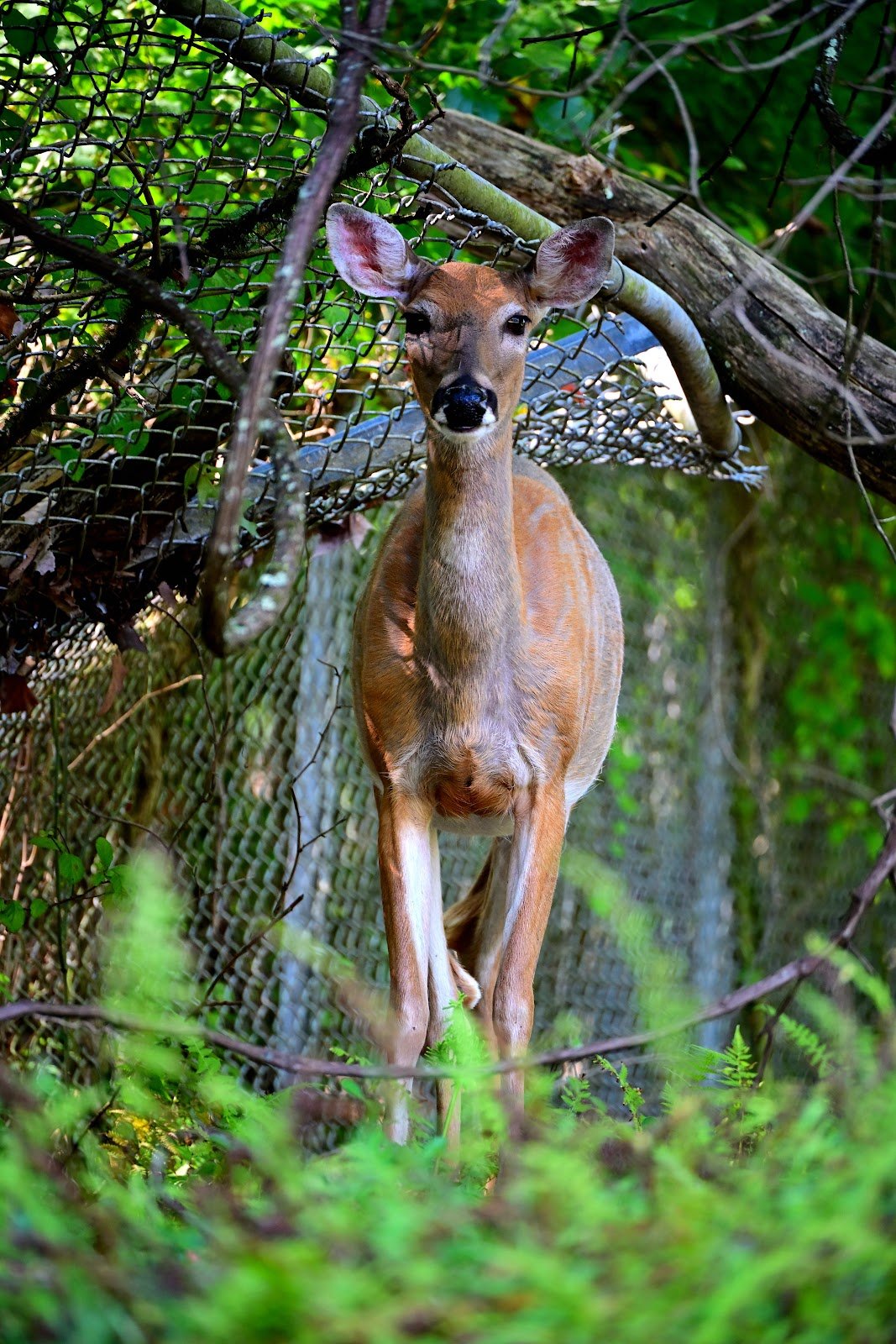 va-park-trail-clarksburg-west-virginia-1