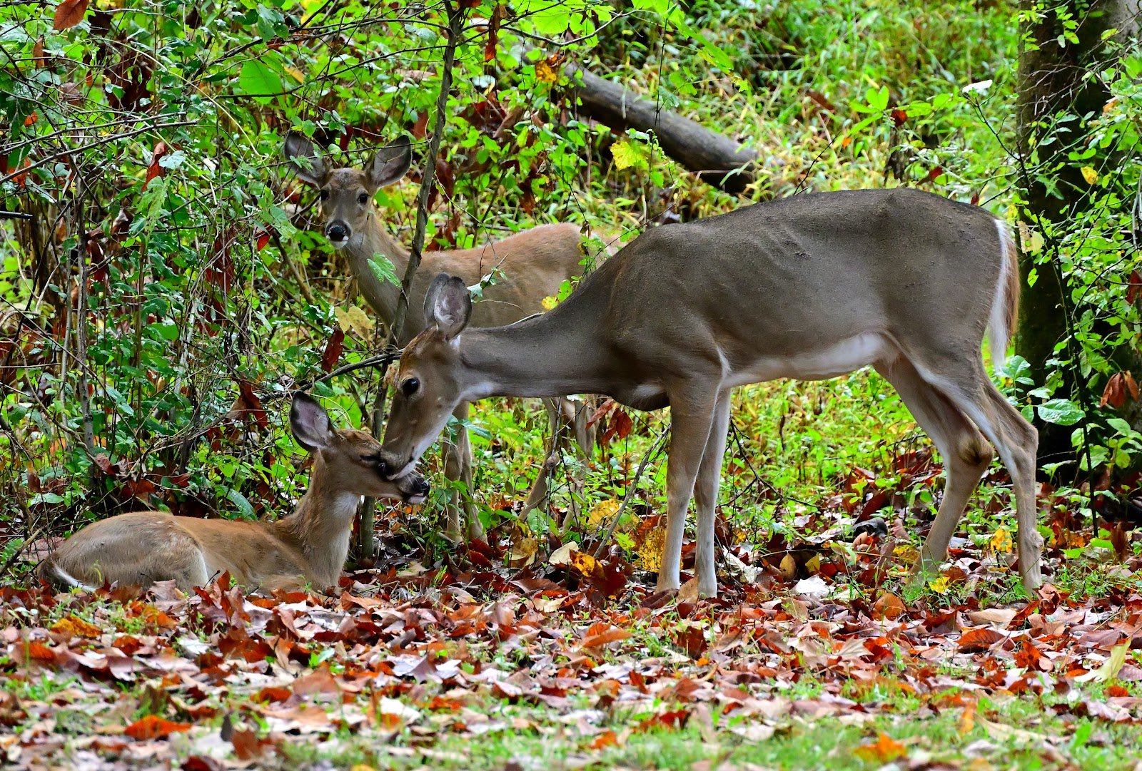 va-park-trail-clarksburg-west-virginia-3
